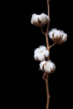 Pamuk bitkisi dalı siyah arkaplanda izole edildi