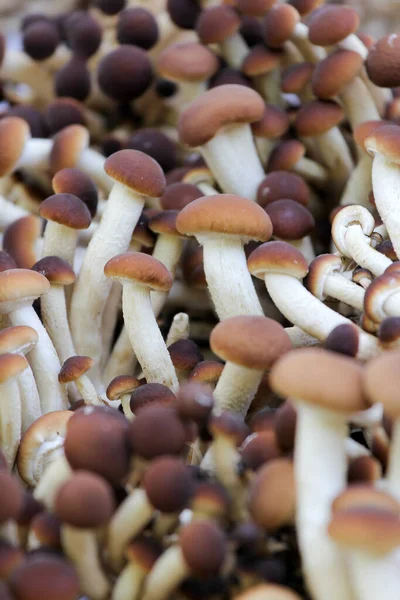Funghi Agrocybe Aegerita Venduti Nel Mercato Primo Piano — Foto Stock