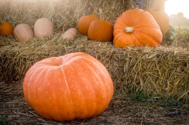 Kabaklar Haystack üzerinde