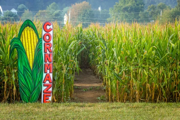 Laberinto de maíz en Cornfield — Foto de Stock