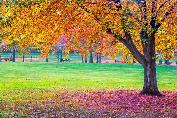 Lebendiger Herbstpark — Stockfoto