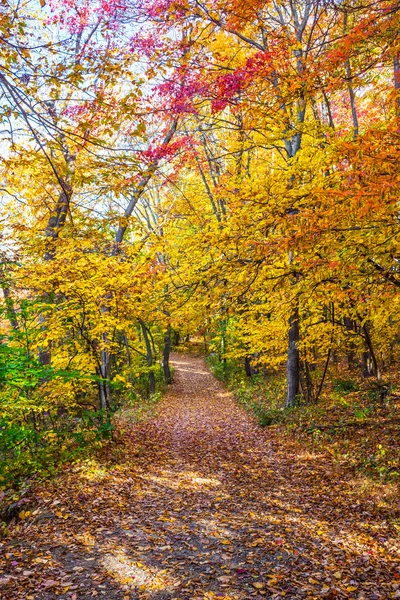 Yol boyunca yaprakları — Stok fotoğraf