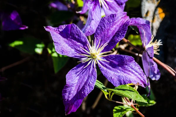 Star Flower Close-Up — Stock Photo, Image