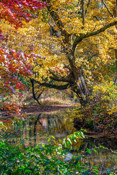 Sonbahar Creek ormanda — Stok fotoğraf