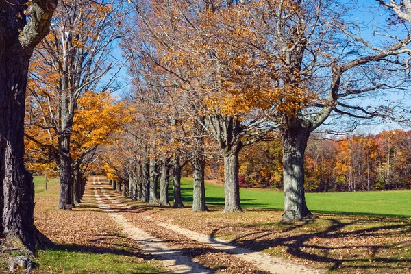 Arbres d'automne le long de la route — Photo