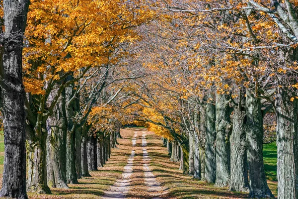 Árboles de otoño sobre el camino de la suciedad —  Fotos de Stock