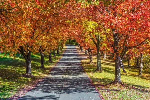Rij van herfst bomen — Stockfoto