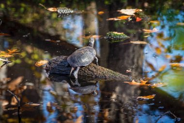 Oturum açma güneşlenme kaplumbağa