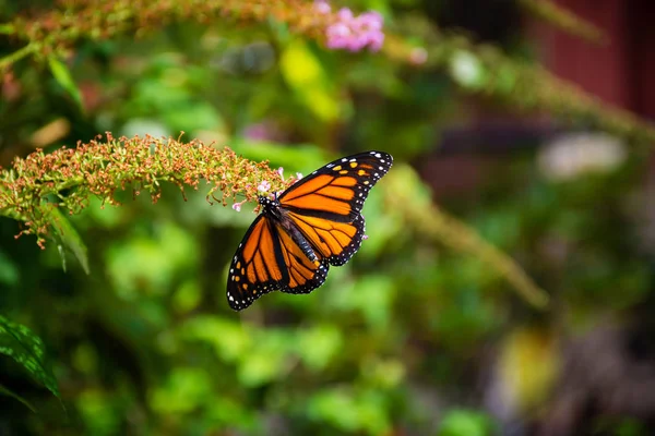 Monarque papillon gros plan — Photo