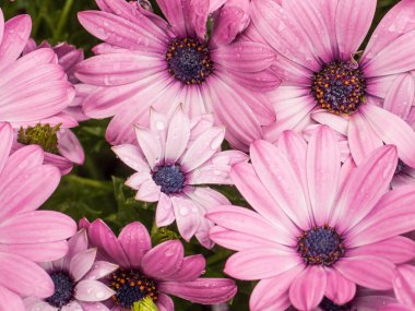 Yağmur damlaları yaprakları üzerinde