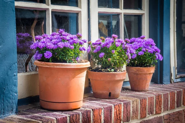 Paarse Mums door raam — Stockfoto