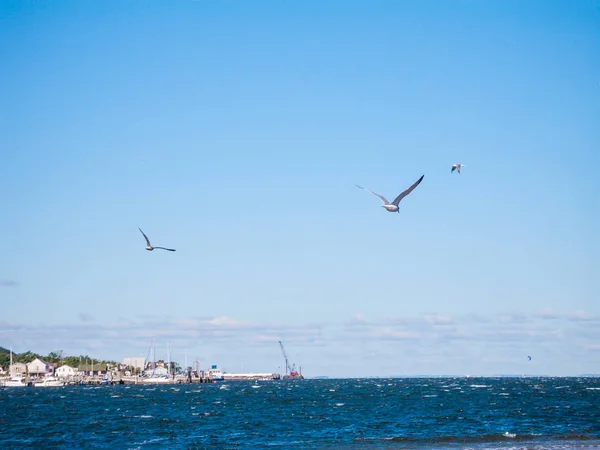 Gaviotas sobre Sandy Hook Bay — Foto de Stock