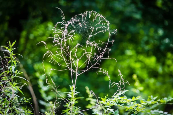 Web et mauvaises herbes — Photo