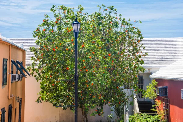 Albero fiorito arancione — Foto Stock