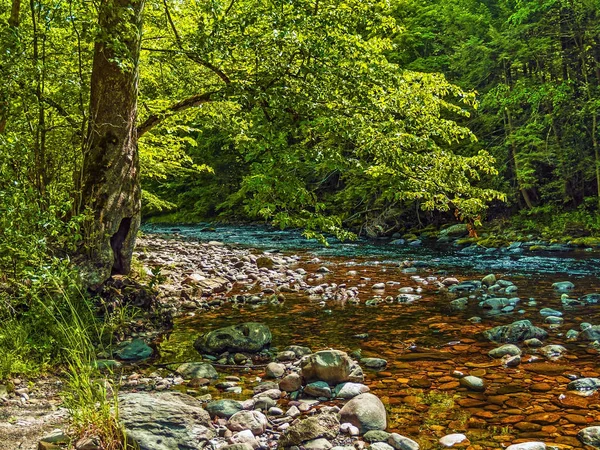 Ruisseau d'été peu profond — Photo