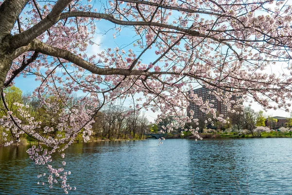 Cherry Blossom Branch — Stock Photo, Image