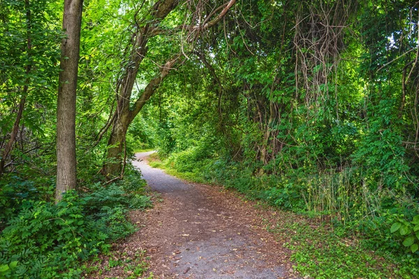 Kalın yeşil Woodlands — Stok fotoğraf