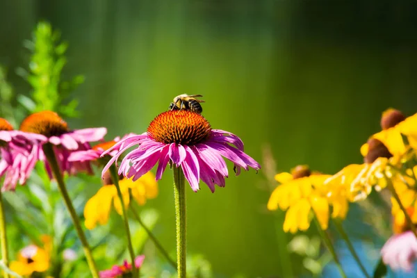 Bumble Bee on Coneflower — Stock Photo, Image