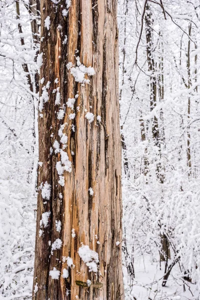Blankes Holz weißer Schnee — Stockfoto