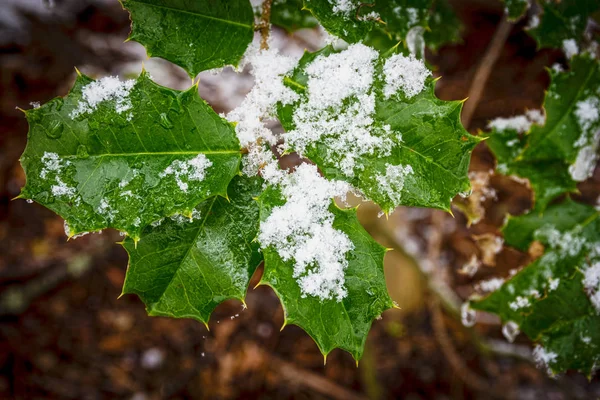 Neve su Holly — Foto Stock