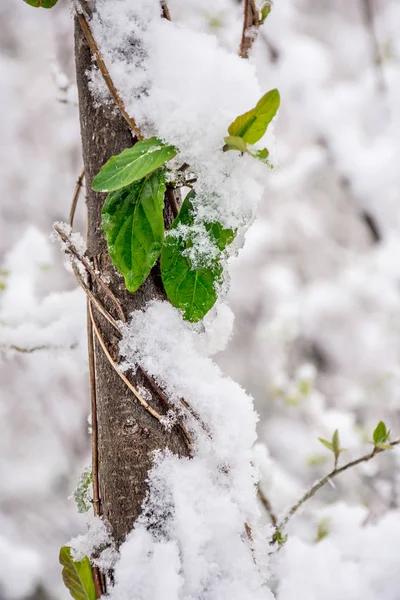 Spring and Snow — Stock Photo, Image