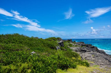 Seaside çayır Bermuda