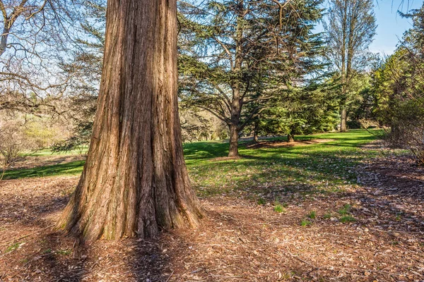 Cypress träd i Park — Stockfoto