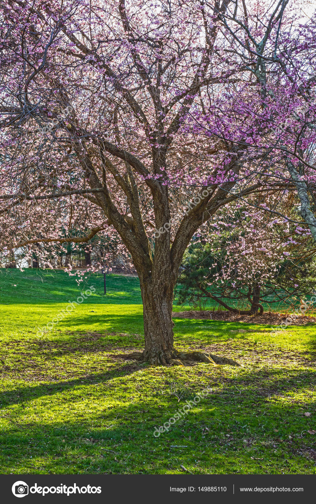 Cherry Blossom Shade Tree — Stock Photo © andykazie 149885110