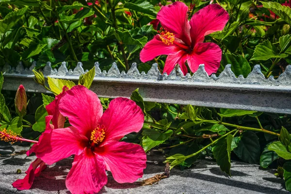 Hibiskus i Bermuda — Stockfoto
