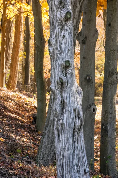 Arbre noueux dans les bois — Photo