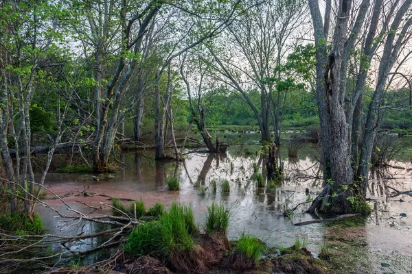 Marsh Landscape at Dusk — Stock Photo, Image