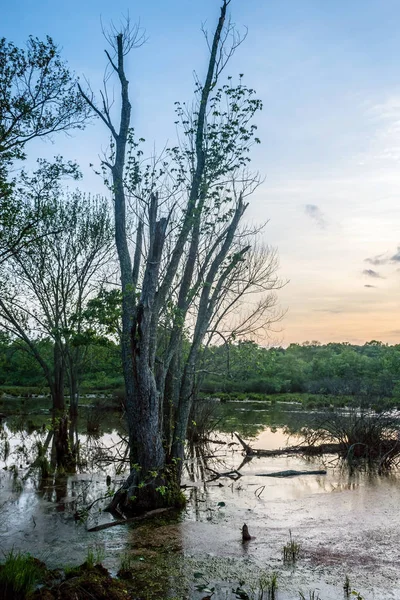 Baum im Sumpf — Stockfoto