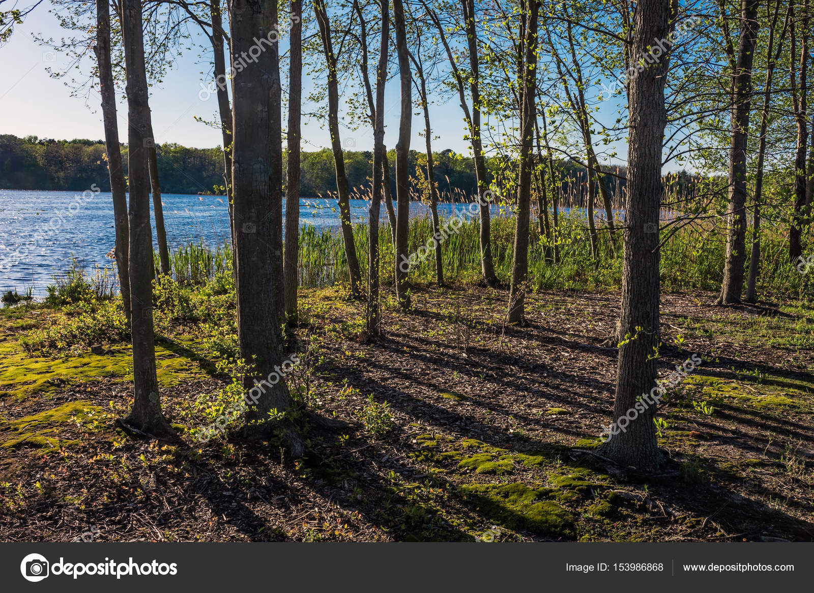 Trees Along the Shoreline Stock Photo by ©andykazie 153986868