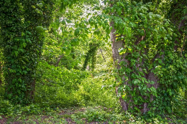 ブドウの木と緑 — ストック写真