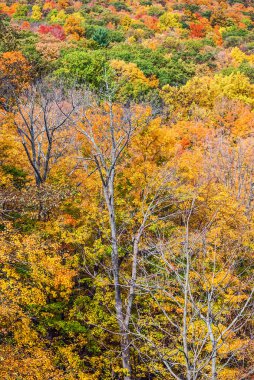 Hillside renkli yapraklarda