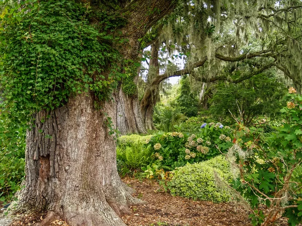 Robles gigantes en el jardín — Foto de Stock