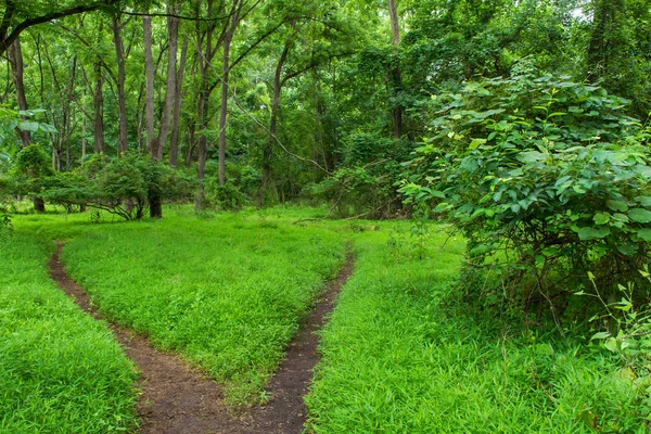 Two Path Woodlands — Stock Photo, Image