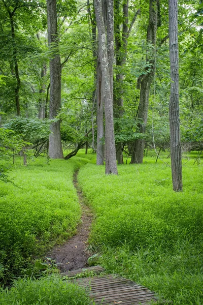 Woodlands zielony ścieżka — Zdjęcie stockowe