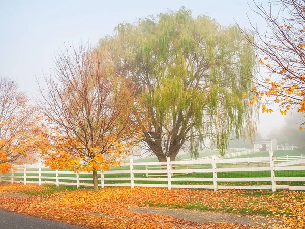 Pozdní podzim Smuteční vrba — Stock fotografie
