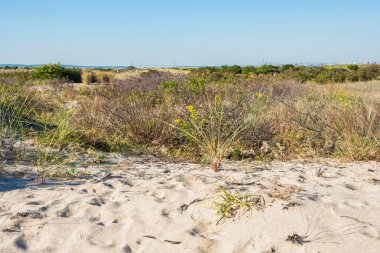 Korumalı kum tepeleri