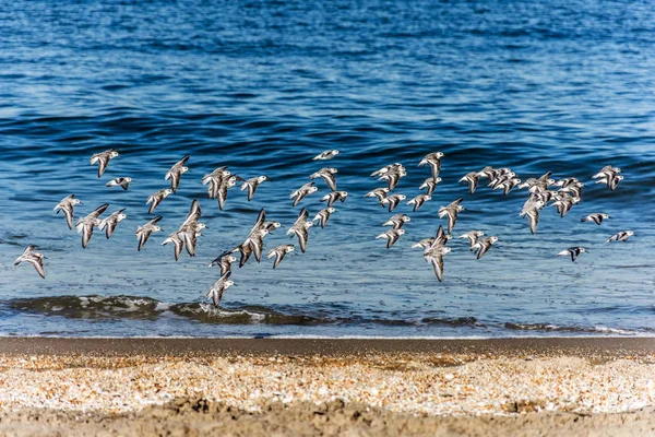 Gregge di Sanderlings — Foto Stock