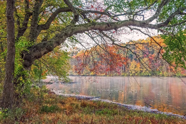 Niebla en Millhurst Pond —  Fotos de Stock