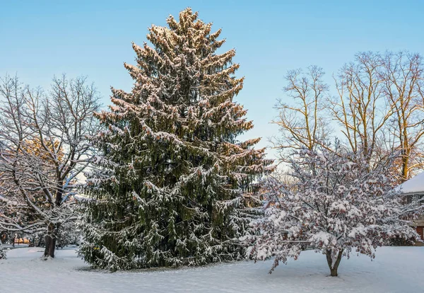 Nieve de la mañana en el pino — Foto de Stock