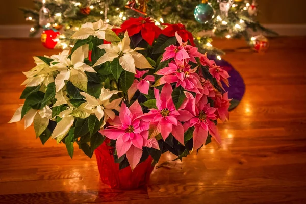 Poinsettia Under the Tree — Stock Photo, Image