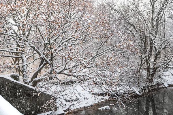 Nieva en el bosque — Foto de Stock