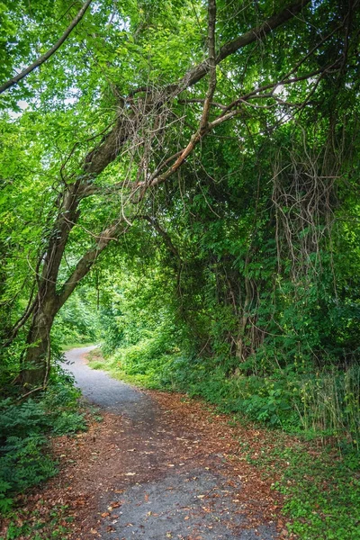 Doğal Woodlands Arch — Stok fotoğraf