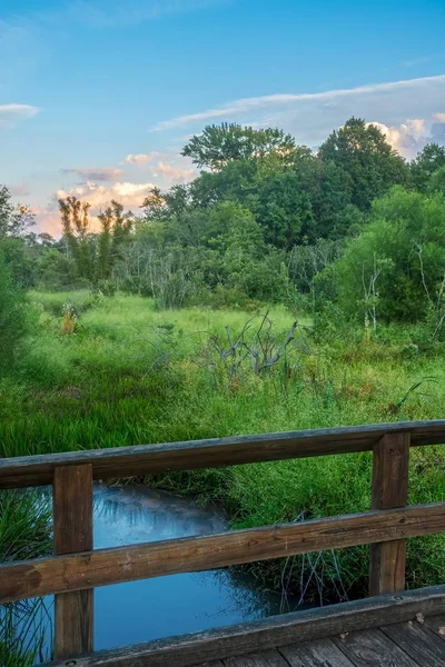 Bosque de pantano al anochecer —  Fotos de Stock