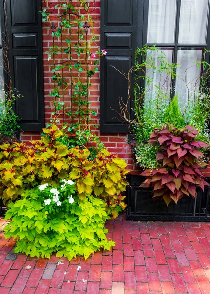 Plants on the Sidewalk — Stock Photo, Image