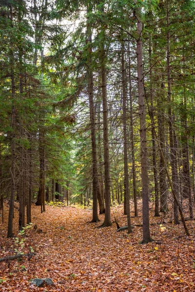 Hohe Kiefern im Jennysprung — Stockfoto