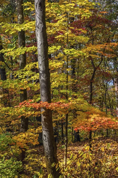 Levendige herfstkleuren — Stockfoto